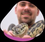 Caring For Carpet Pythons - The Unusual Pet Vets