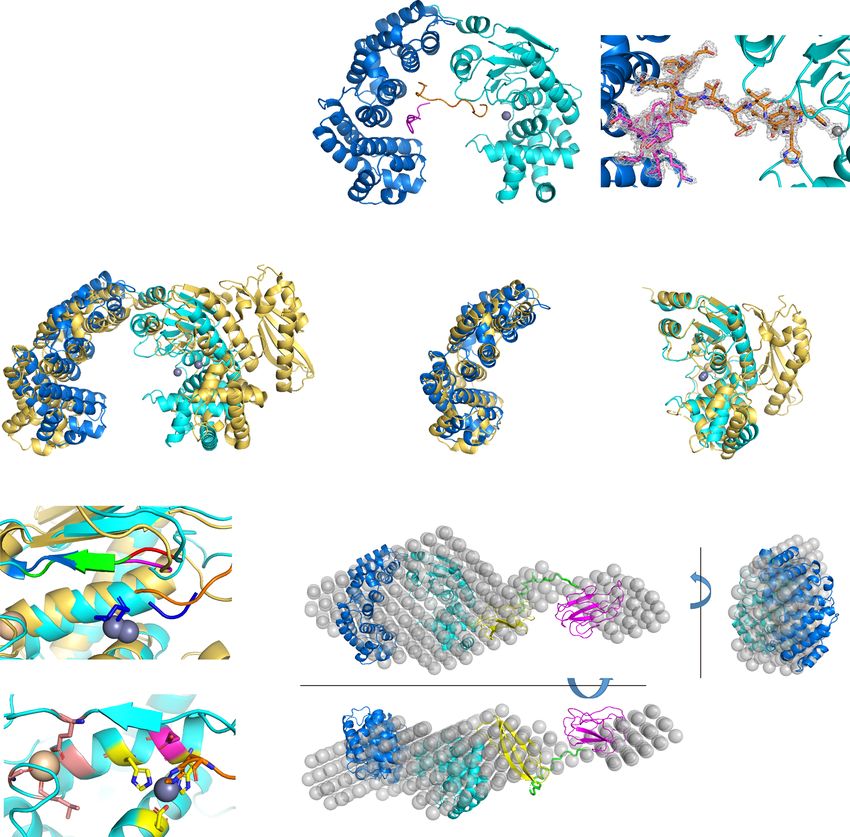 Structure Of Vibrio Collagenase VhaC Provides Insight Into The ...