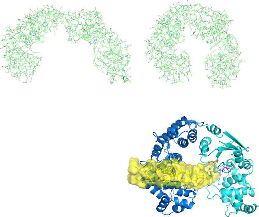 Structure of Vibrio collagenase VhaC provides insight into the ...