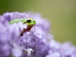 Bulgarian Spring Macro - www.natures-images.co.uk - Natures Images