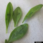 Chili Pepper Mild Mottle Virus - By: Karen Rane, UMD - University of ...