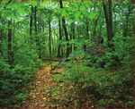 Why We Manage Connecticut State Forests - DEEP FORESTRY DIVISION - CT.gov