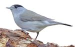 Wintering Blackcaps A BTO Garden BirdWatch factsheet