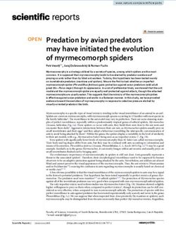 Predation by avian predators may have initiated the evolution of myrmecomorph spiders - Nature