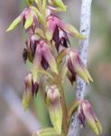 ORCHIDS (Orchidaceae) - Australian Plants Society NSW