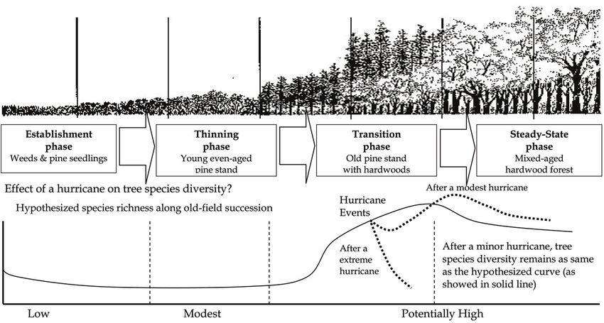 27 The Complexity of Catastrophic Wind Impacts on Temperate Forests