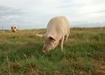 Sows-Gilts Stocking Rates and Their Environmental Impact in Rotationally Managed Bermudagrass Paddocks